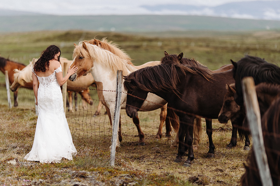 Bride with Icelandic wild horses