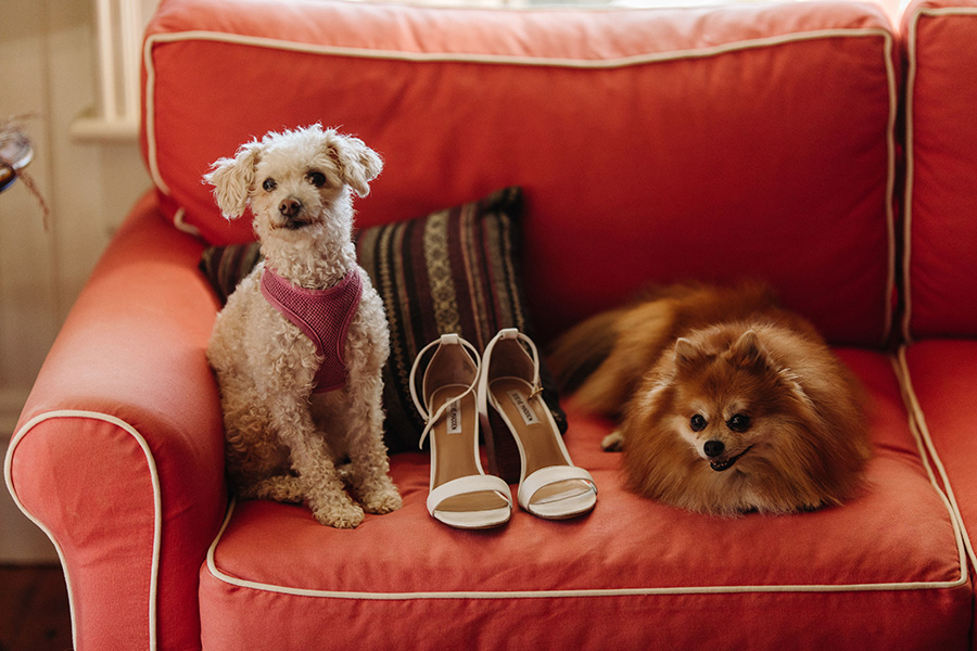 dogs with bride's shoes